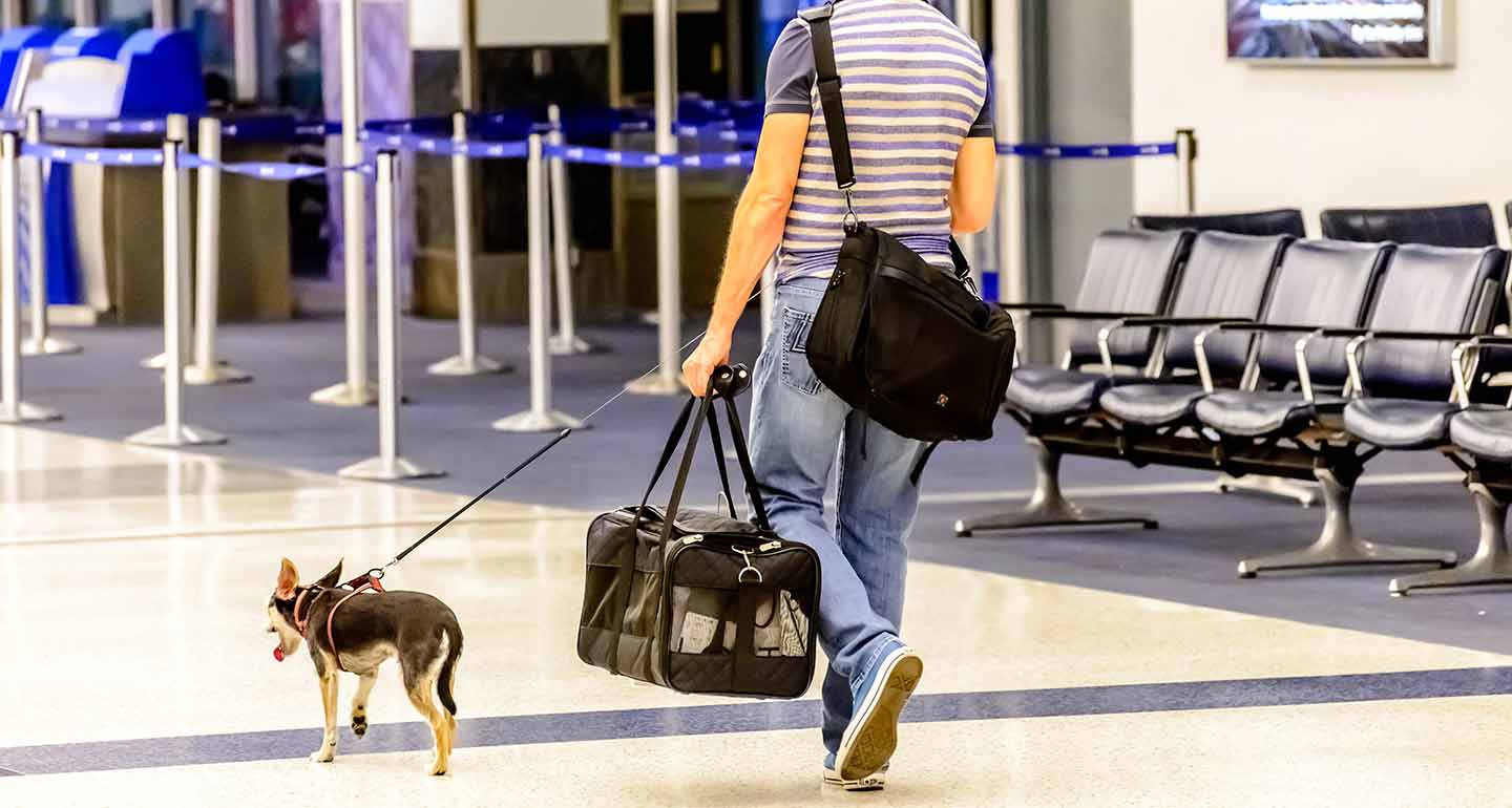 Best Airlines For Pet Travel And Dog Airline Policies American Kennel