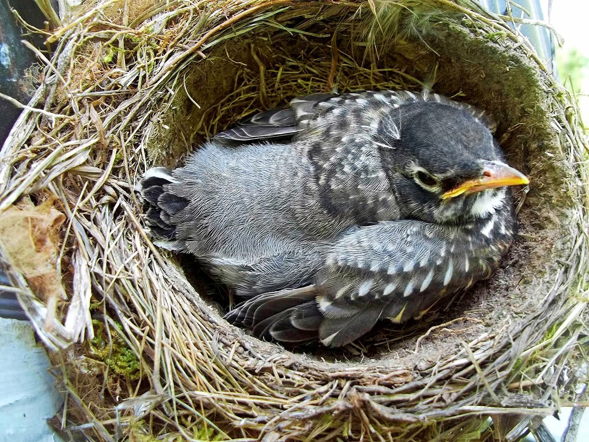 Bird In The Nest Adopting From Russia To Bring My Baby Bird Home To The Nest Paperwork Is