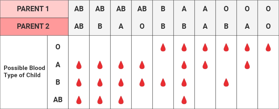 Blood Types Groups Chart A B Ab O Red Cross Blood Services