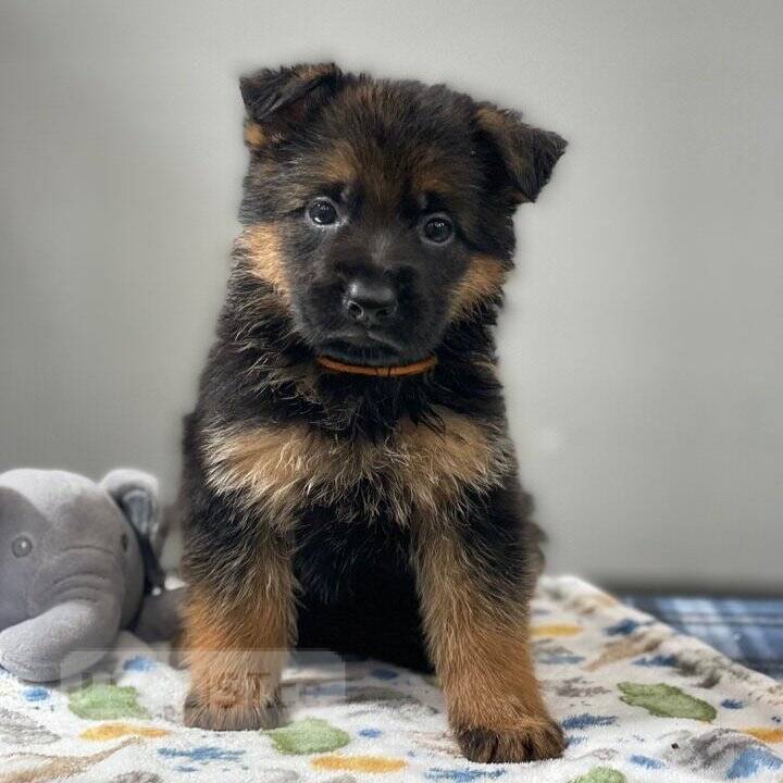 German Shepherd Puppies For Sale Lethbridge Calgary South Dogs