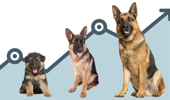 German Shepherd Puppies Puppy Growth Chart German Shepherd Pictures