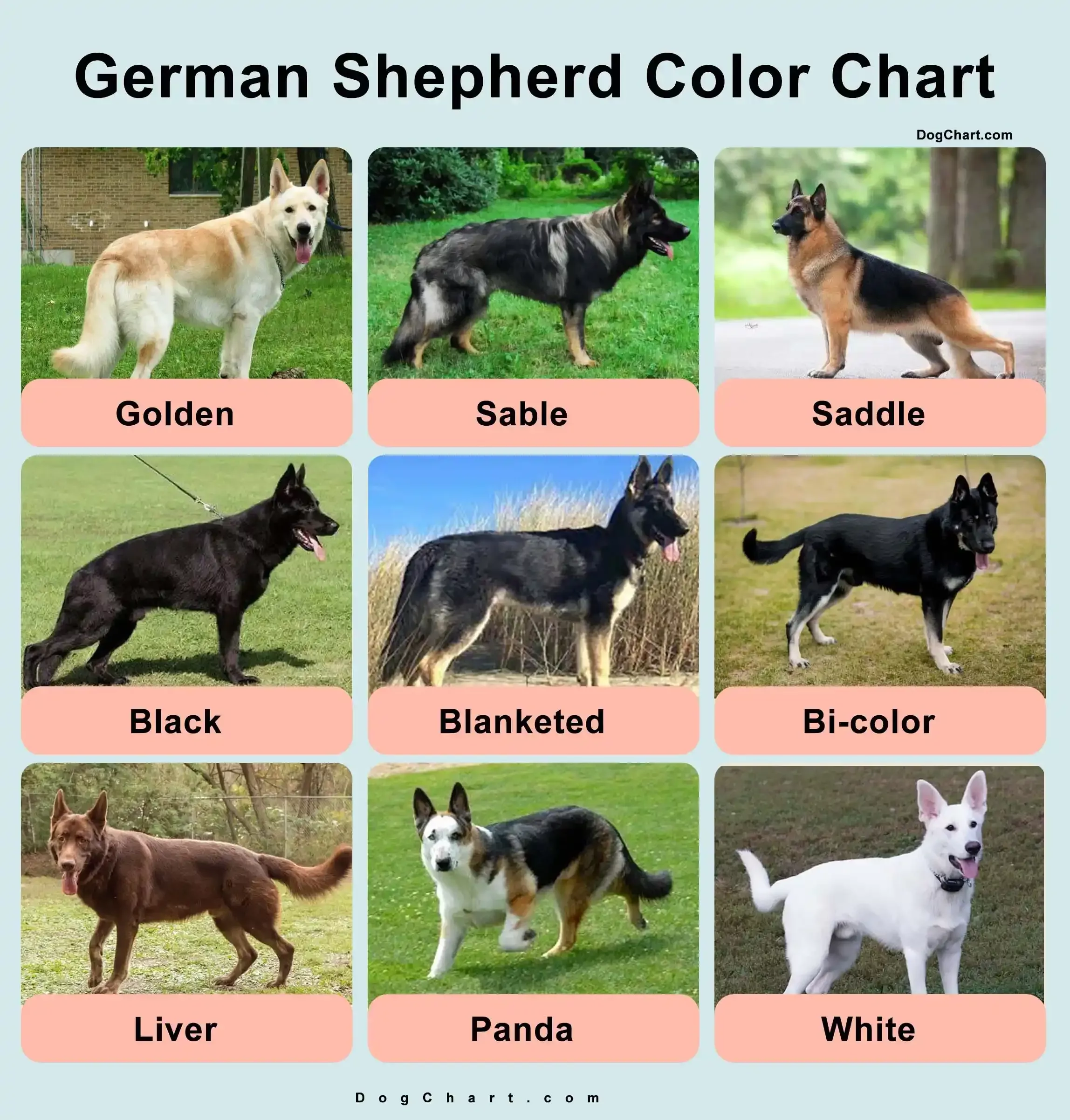 5 Steps to Get Paperwork for German Shepherd Puppies