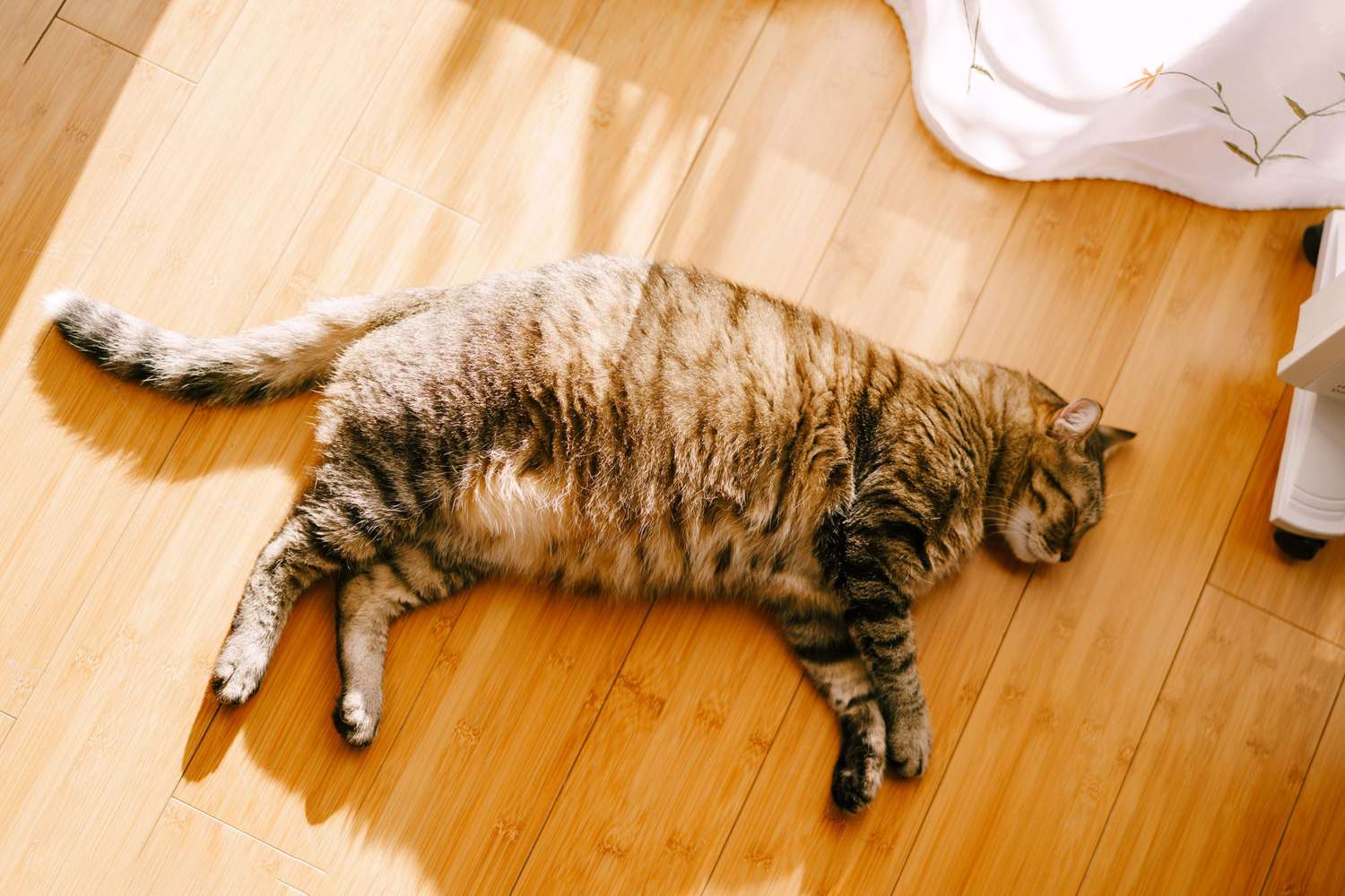 How To Help Your Cat Lose Weight Which May Reduce Their Risk Of