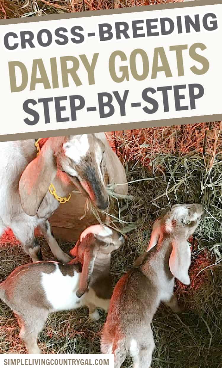 How To Keep Goats From Breeding Simple Living Country Gal