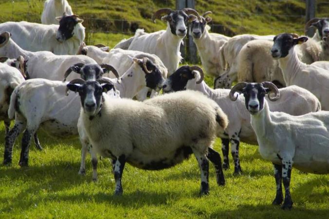 How To Start Sheep Farming From Scratch A Detailed Guide For Beginners