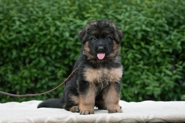 Long Haired German Shepherd Puppies Everything You Need To Know Oatuu