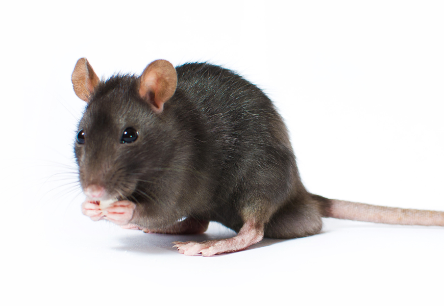 Mice And Rats Facts Prevention And Solutions Nyc Pest Control Guide