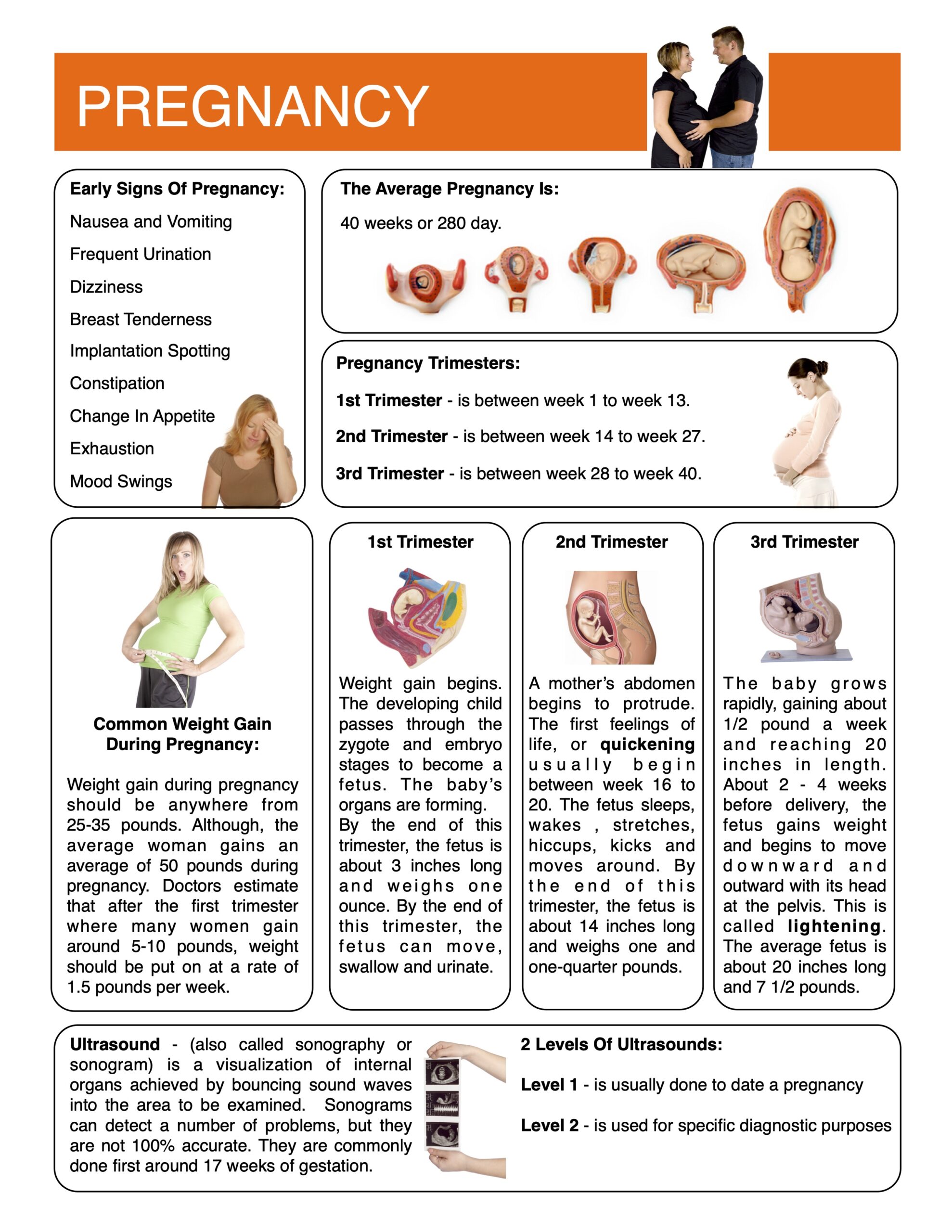 Pregnancy Content Sheet Worksheet And Answer Key Made By Teachers