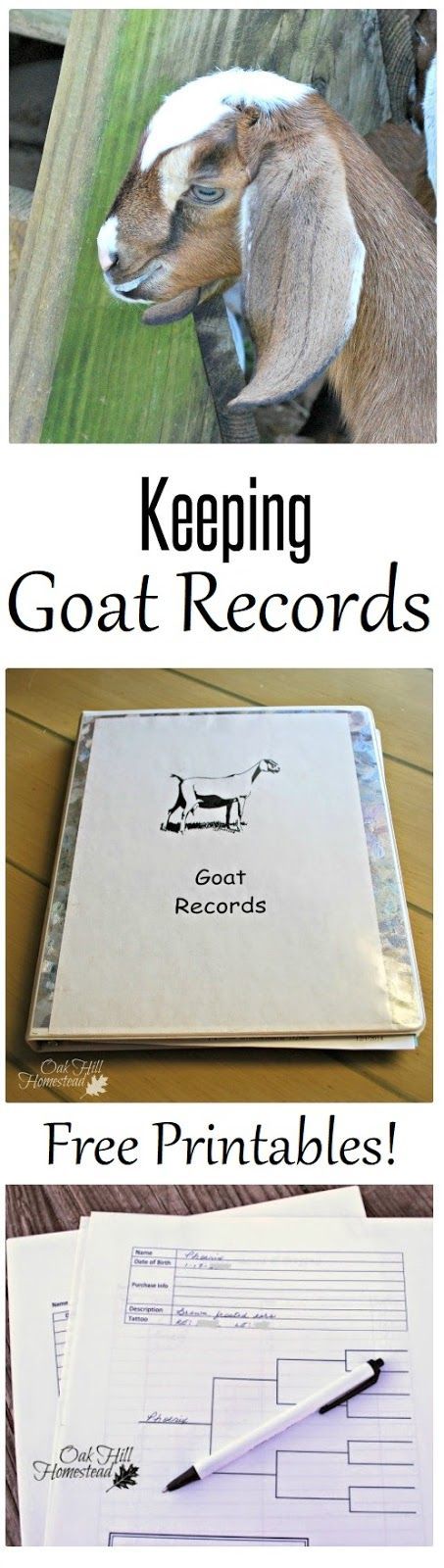 Recordkeeping On The Homestead Goat Records Including Free Printables