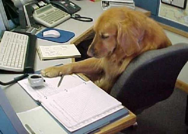 The Dog Who Loathes Paperwork Cute Animals Animals Dogs