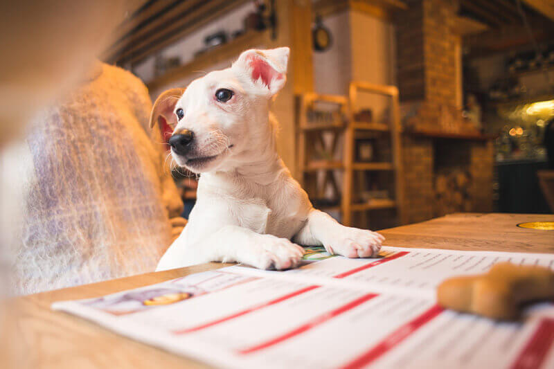 The Essential Paperwork Your Puppy Needs Petbarn