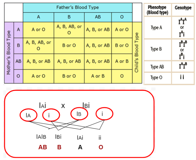 Three Children In A Family Have Blood Types O Ab And B Respectively