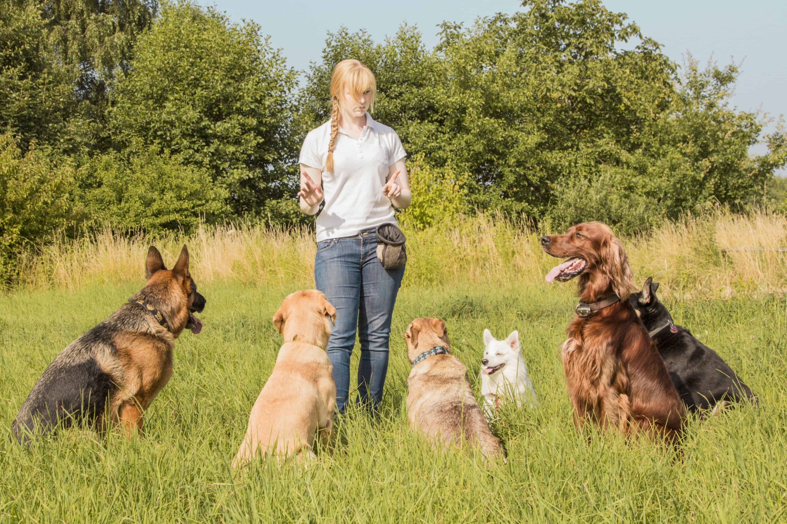 7 Essential Documents for Freelance Dog Trainers